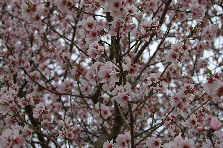arbre, flor, flor, primavera, flor del cirerer, Rosa, cireres