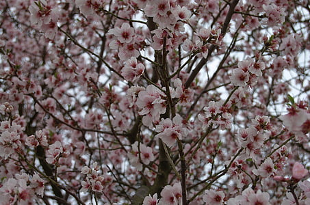 árbol, flor, floración, primavera, flor de cerezo, rosa, cerezas