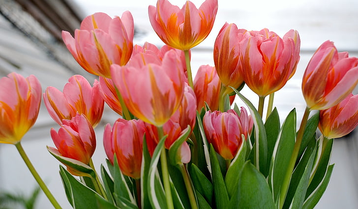 Tulip, tulipes, fleur, nature, champs de tulipes, Holland