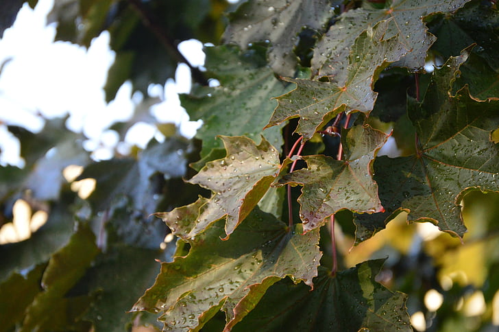 musim gugur, daun maple, burgandy, daun, alam, pertanian, anggur