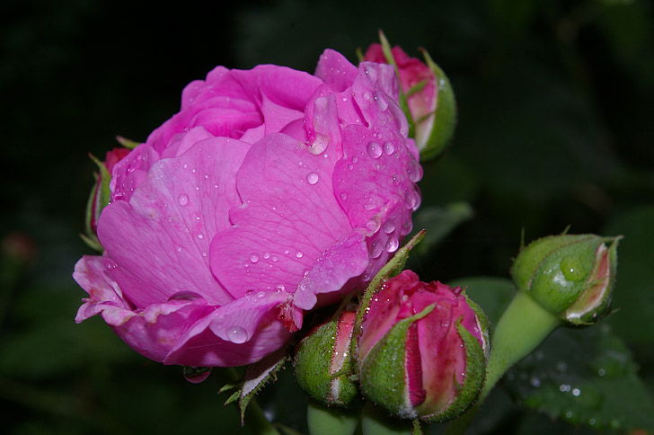 color de rosa, rosa rosa, rosa perfumada, jardín de rosas, flor, floración, flores rosa