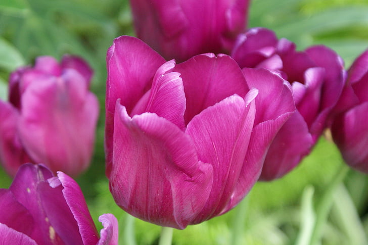 flores, tulipas, -de-rosa, crescendo, floral, flores, plantas
