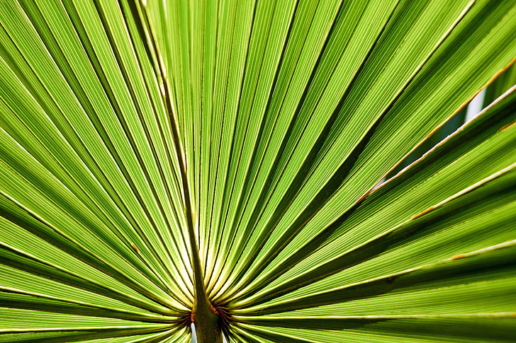 лист, Palm leaf, Palmetto palmetto, звичайний, sabal-palmetto, пальмового листя, Грін