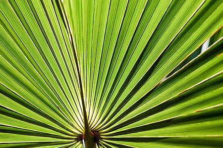 folha, folha de palmeira, o Palmetto-palmetto, ordinário, Sabal-palmetto, frondas da palma, verde