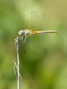 dragonfly, branch, winged insect, sympetrum striolatum, insect, animal themes, damselfly