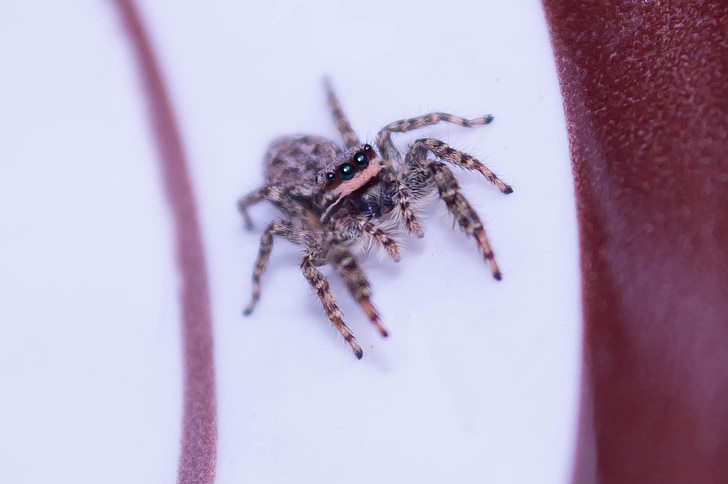 jumping spiders, insect, macro, spider, color, detailed, magnification