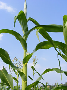 agriculture, cob, corn, green, maze, raw, plants