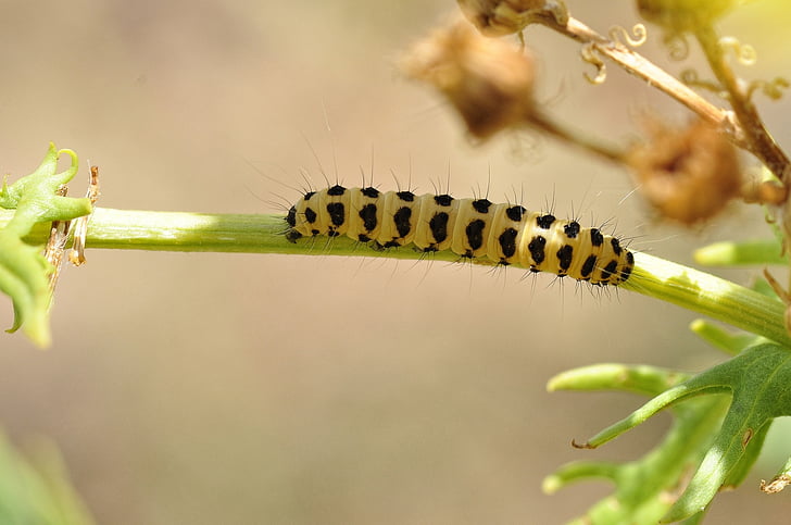 Caterpillar, hyönteinen, bug, makro, värikäs, varsi, kasvi