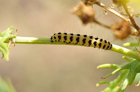 Firma Caterpillar, owad, błąd, makro, kolorowe, łodyga, roślina
