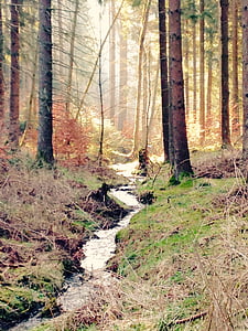 Bach, Forest, Príroda, Príroda, stromy