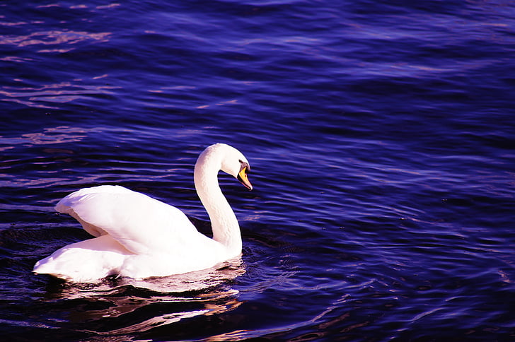 swan, water, blue, white, bird, water bird, feather