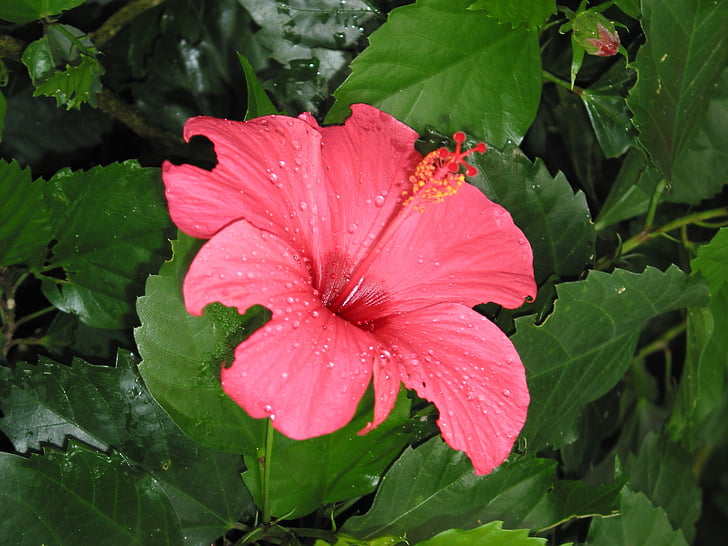 pink, flower, floral