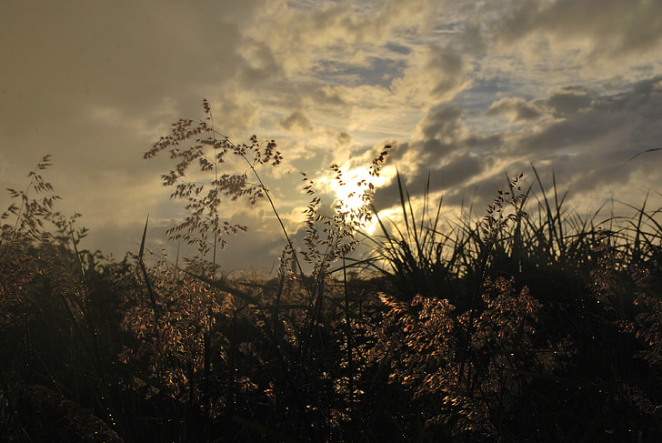 silhouette, nature, herbe, nuages, coucher de soleil, arrière-plan, belle