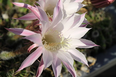 Cactus, Regina della notte, Blossom, Bloom