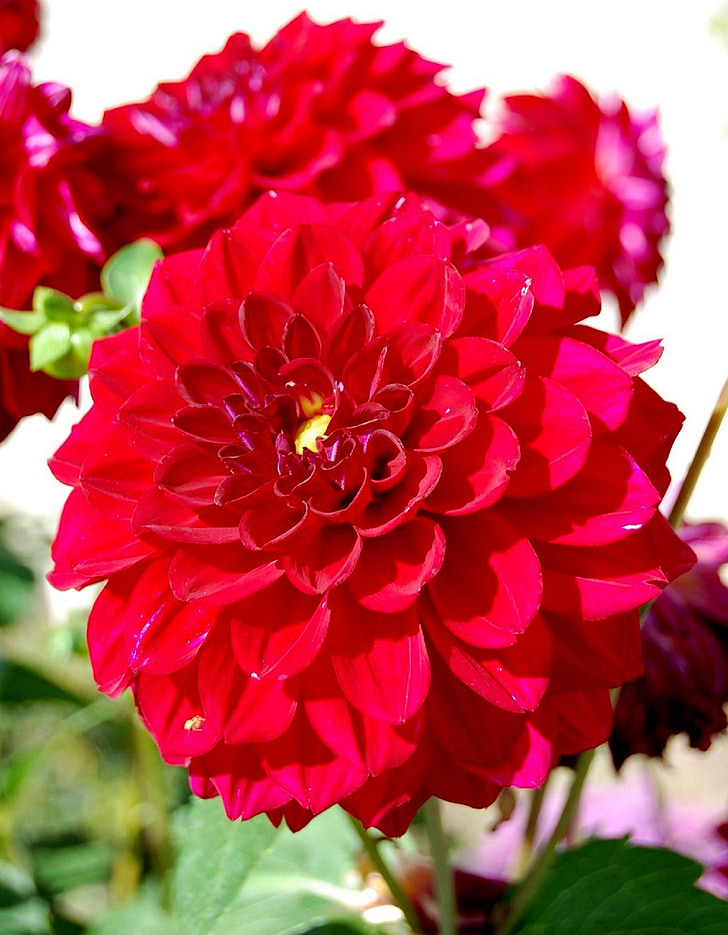 dahlia, red, maroon, nature, colorful, color, blossom