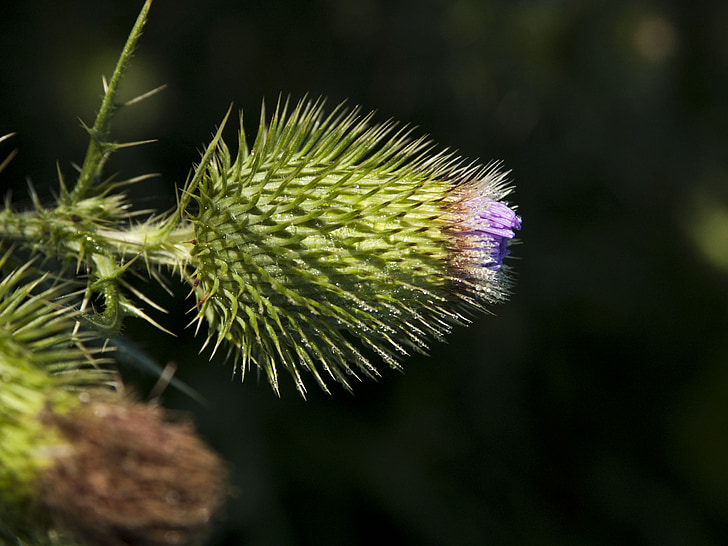 wildflower, flower, thistle, outside, weed, picker, floral