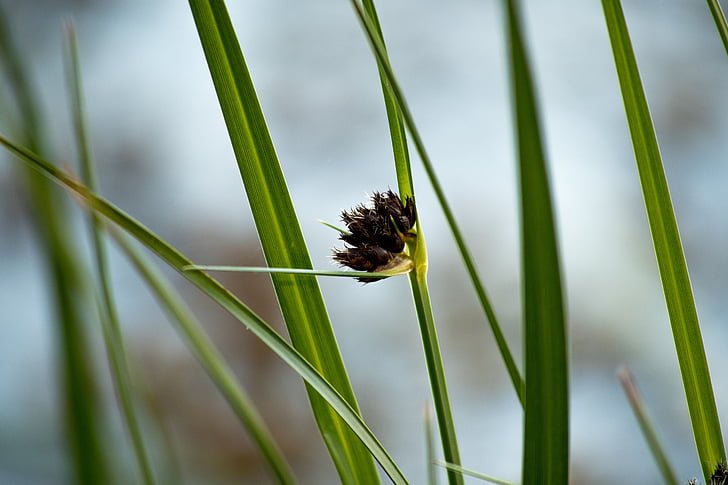 Reed, naturaleza, cerrar, macro, incompleta, hierba, hierbas