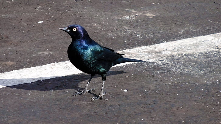 siyah kuş, siyah, kuş, hayvan, vahşi, sokakta, yürüyen kuş