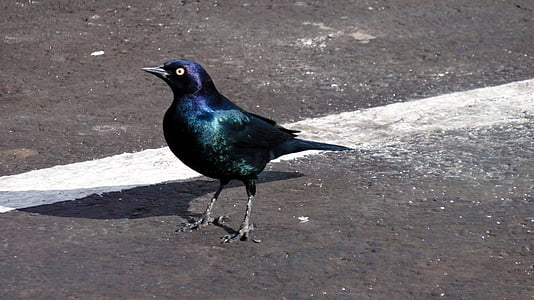 Blackbird, hitam, burung, hewan, liar, di jalan, berjalan burung