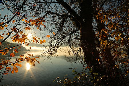 пейзаж, Есен, природата, дърво, вода, настроение, сутрин