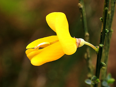 flor de carqueja, vassoura, flor, flor, amarelo, luz, Raios