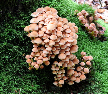 蘑菇, 木耳, 米色, 小, 绿色, 自然, 森林