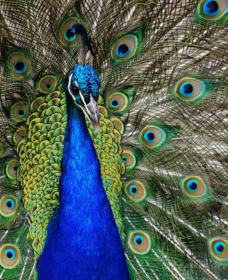 Peacock, Close-up, verenkleed, vogel, hoofd, staart, Pauw