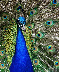peacock, close up, plumage, bird, head, tail, peafowl