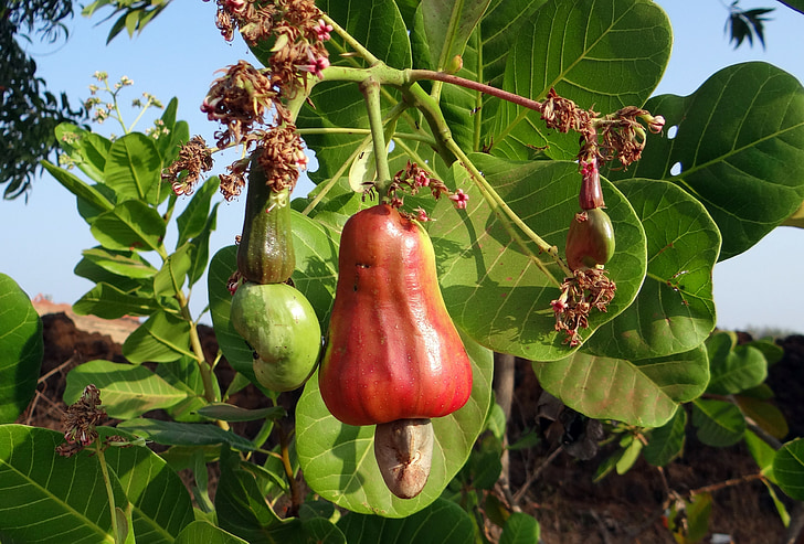 cashew, fruit, ripe, nut, tree, crop, horticulture