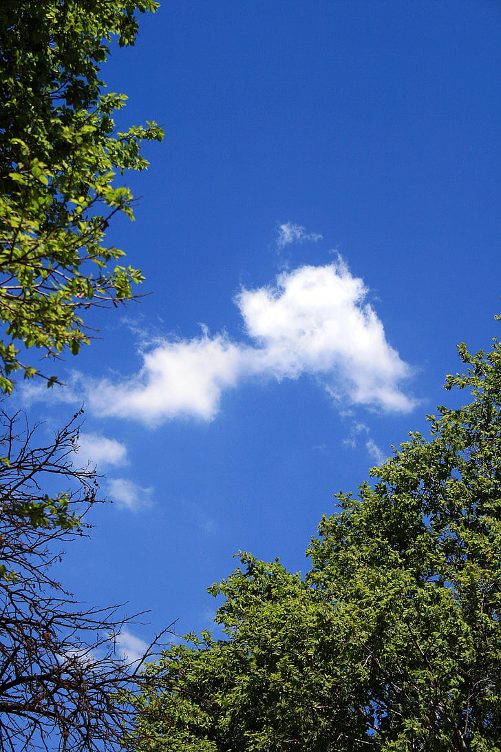 cel blau, cel, blau, núvol, blanc, arbres