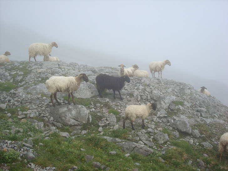 sheep, black, animal, ascension, peak, urriellu, fog