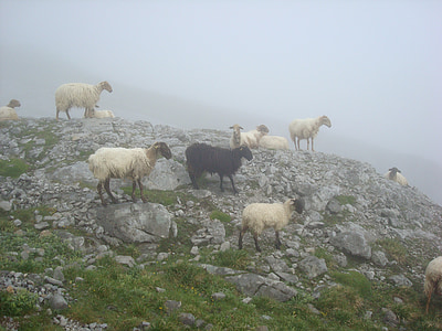 fåren, svart, djur, uppstigning, topp, Urriellu, dimma