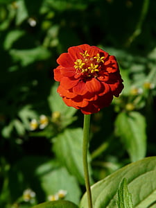 Zinnia, Zinnia violacea, flor, flor, flor, flor d'estiu, vermell