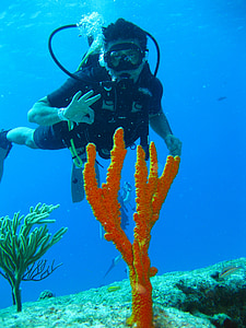diver, undersea, sea, water, tropical, animal, aquatic