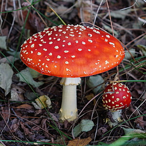 houby, podzim, Les, GNOME, Muchomůrka houby, houby, červená
