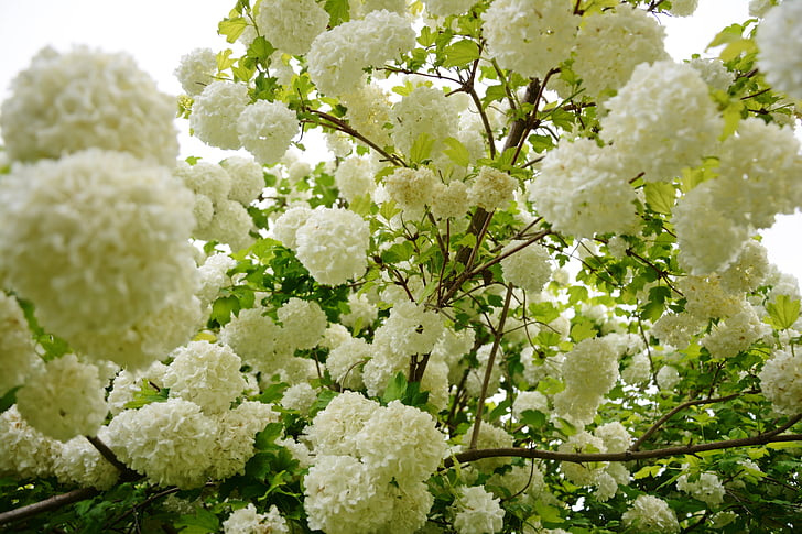 fiore, bianco, natura