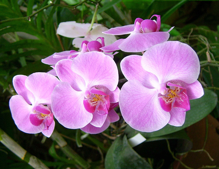 Orchid, blomst, plante, natur, Smuk, blomstermotiver, Pink