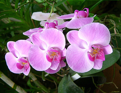 orchid, flower, plant, nature, beautiful, floral, pink