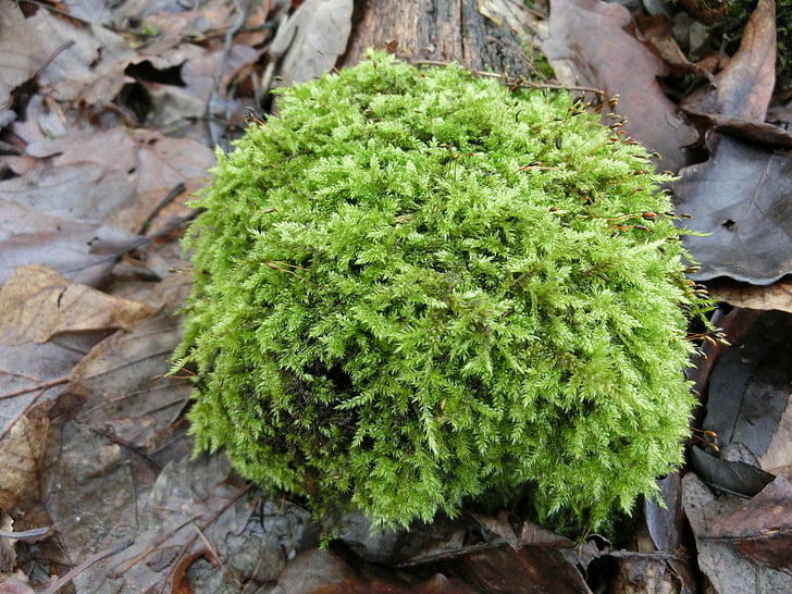 natuur, bos, Moss, plant
