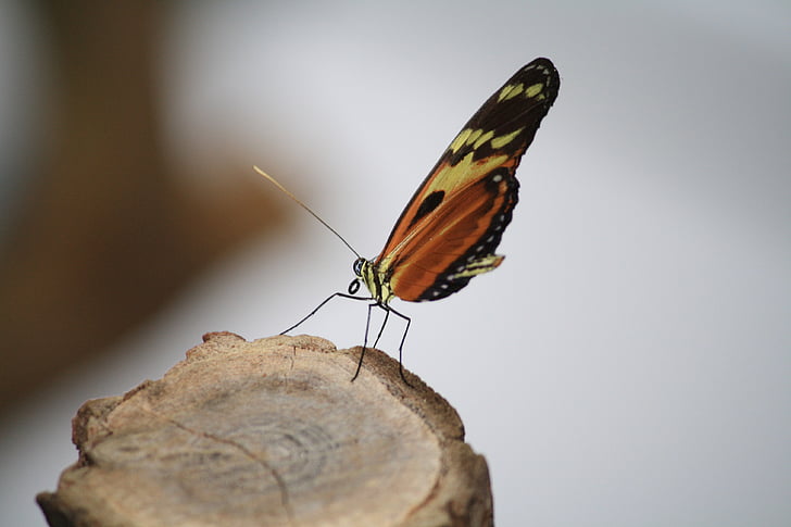 butterfly, insect, nature, public record, colorful, wood, animal world