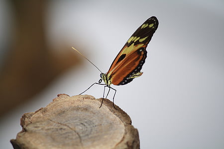 蝶, 昆虫, 自然, 公的な記録, カラフルです, 木材, 動物の世界