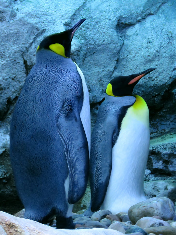 King penguin, pingviner, Calgary zoo