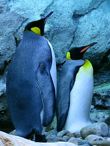 kuningas pingviini, pingviinit, Calgary zoo