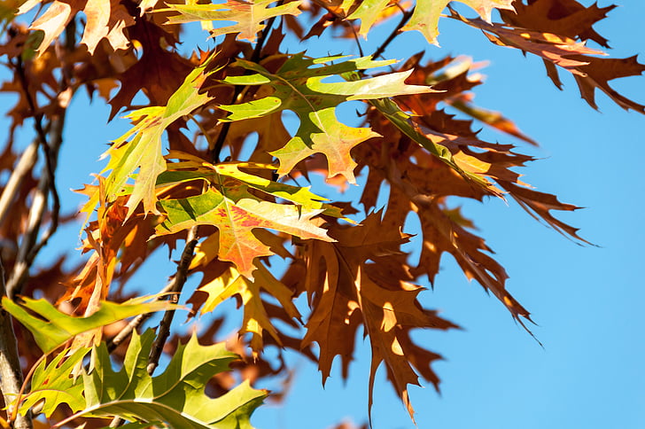 foglie di quercia, autunno, caduta, natura, ottobre, modello