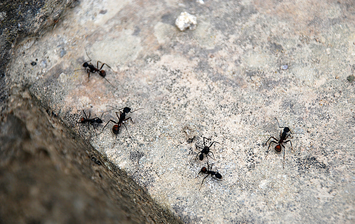 τα μυρμήγκια, ζώα, πέτρα, έντομο