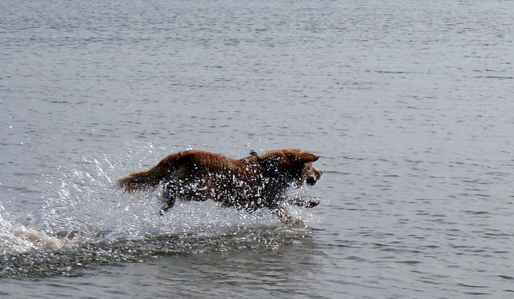 Toller, pies, Nova scotia duck przejazd retriever, psi, uważny, brązowy, posłuszny