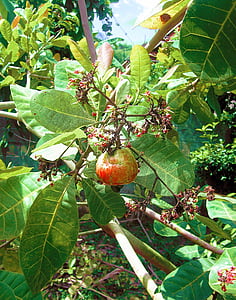 anacard, rosca de anacard, planta, fruita, femella, anacards, arbre