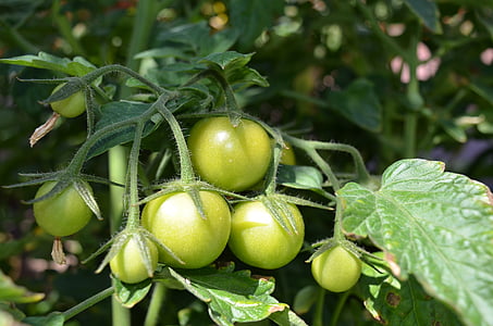 tomat, suvel, taimne, saagi, orgaaniliste, roheline, loodus
