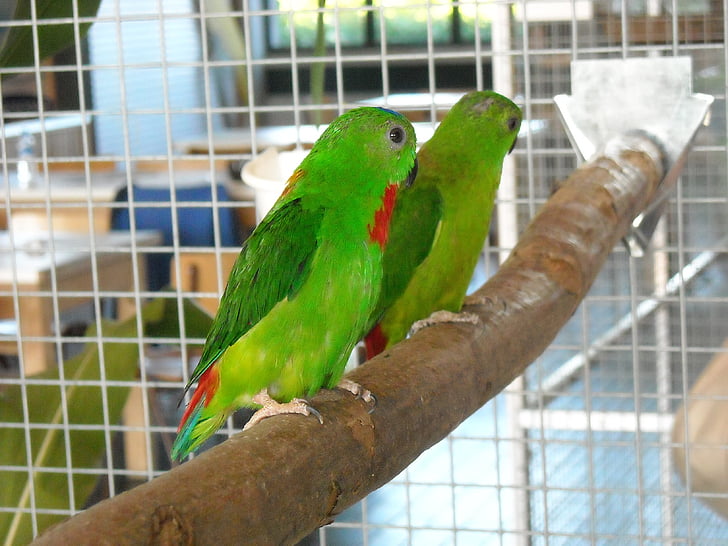 papoušky, malé papoušky, ptáci, barevné, klec, Domácí zvířata, točivý moment