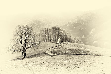 paisaje, monocromo, blanco y negro, retro, temperatura fría, invierno, naturaleza
